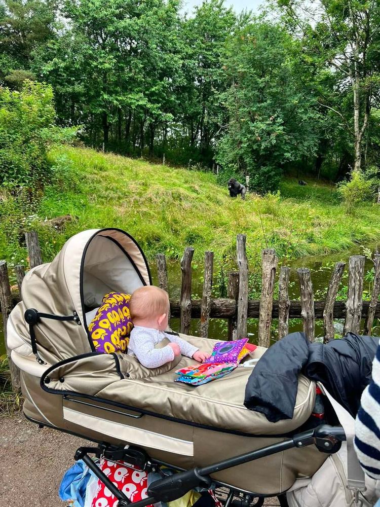 Barn i barnevogn kigger på gorilla