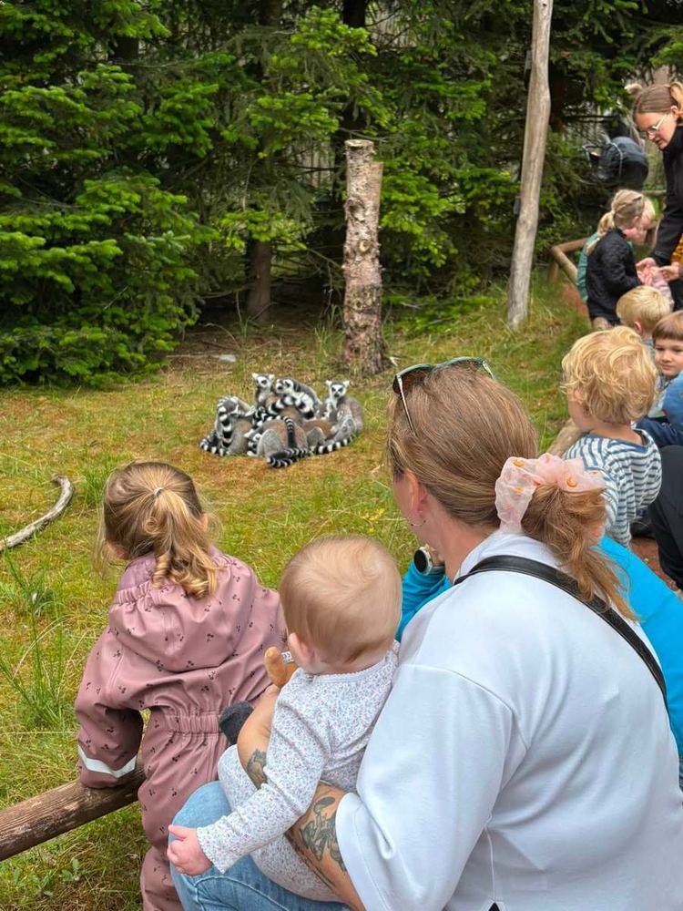 Børn kigger på lemurer i zoo
